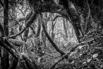 La Gomeras Fairytale Forrest in Black & White