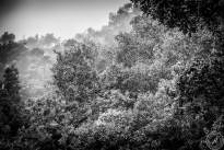 La Gomeras Fairytale Forrest in Black & White
