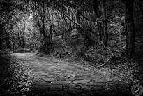 La Gomeras Fairytale Forrest in Black & White