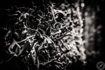 La Gomeras Fairytale Forrest in Black & White