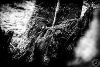 La Gomeras Fairytale Forrest in Black & White