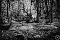 La Gomeras Fairytale Forrest in Black & White