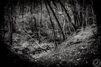 La Gomeras Fairytale Forrest in Black & White