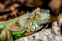 Leguan