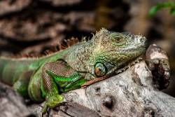 Leguan