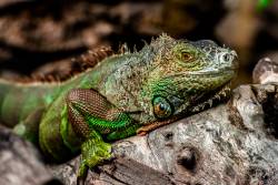 Leguan