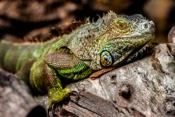 Leguan