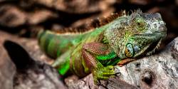 Leguan