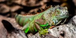 Leguan