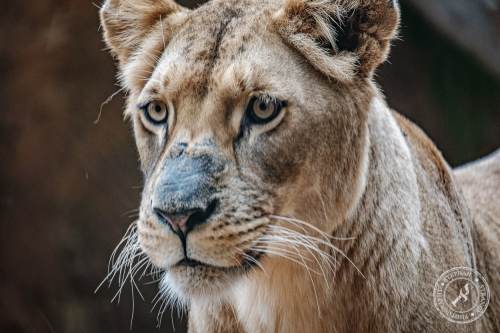 Löwen