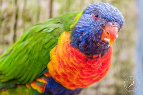 Lorikeets-Regenbogenloris-1