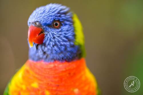 Lorikeets-Regenbogenloris-10