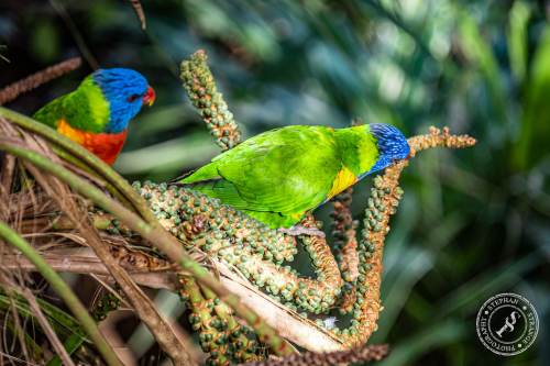 Lorikeets-Regenbogenloris-12