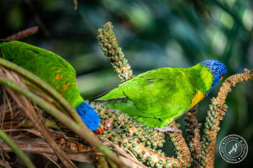 Lorikeets-Regenbogenloris-13