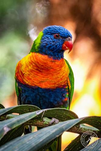 Lorikeets-Regenbogenloris-14