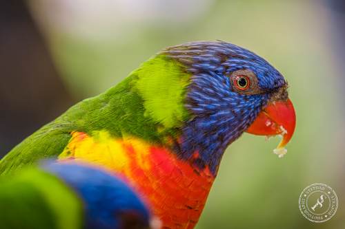 Lorikeets-Regenbogenloris-15
