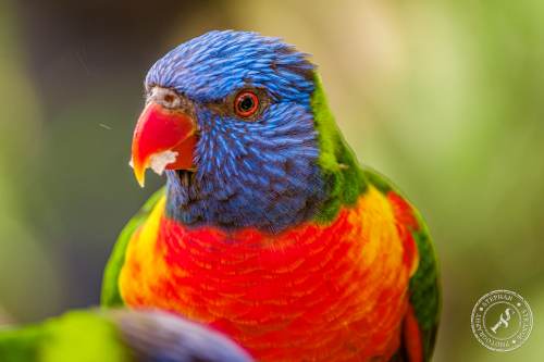 Lorikeets-Regenbogenloris-16