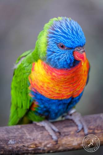 Lorikeets-Regenbogenloris-19
