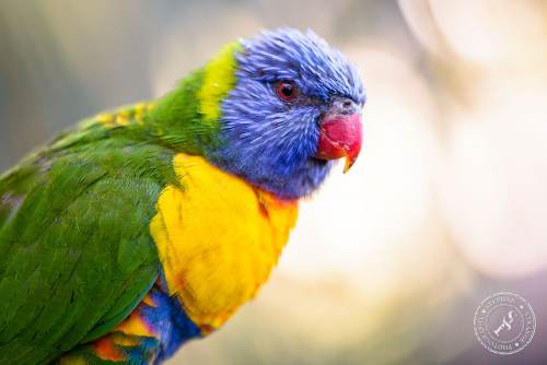 Lorikeets-Regenbogenloris-2
