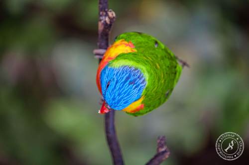 ets-Regenbogenloris-21