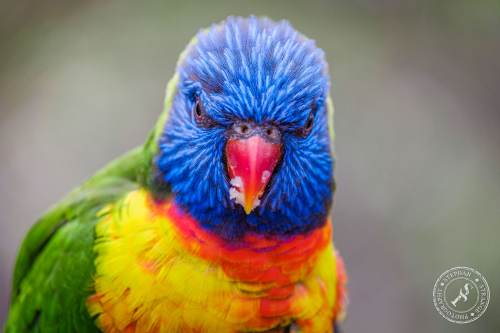 Lorikeets-Regenbogenloris-22