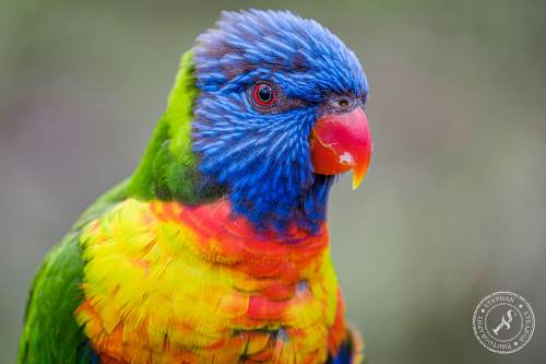 Lorikeets-Regenbogenloris-23