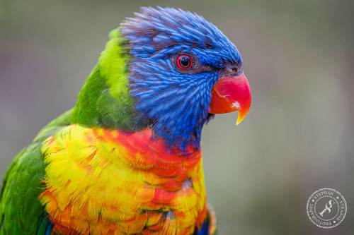 Lorikeets-Regenbogenloris-24