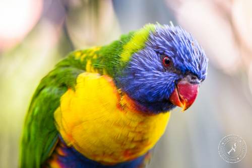 Lorikeets-Regenbogenloris-3