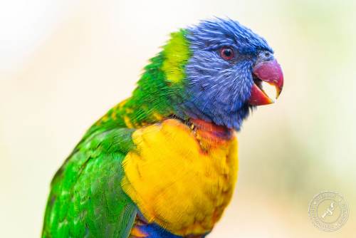 Lorikeets-Regenbogenloris-4