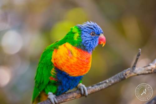 Lorikeets-Regenbogenloris-5