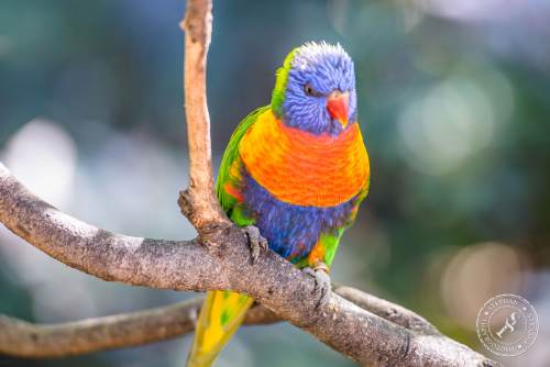 Lorikeets-Regenbogenloris-6