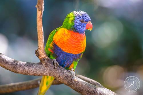 Lorikeets-Regenbogenloris-7