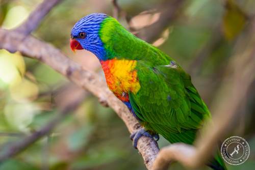 Lorikeets-Regenbogenloris-8