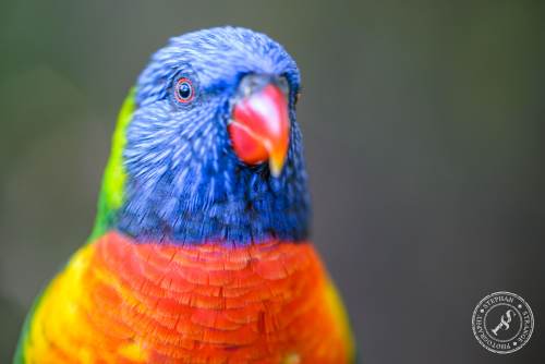 Lorikeets-Regenbogenloris-9