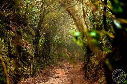 Magische Wanderwege im Anaga-Gebirge