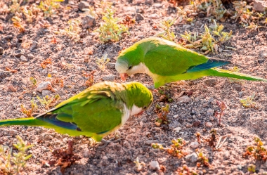 Der Möchsittich, ein südamerikanischer Papagei erobert Fuerteventura