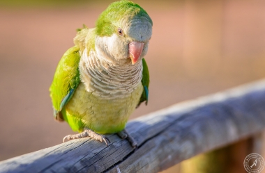 Der Möchsittich, ein südamerikanischer Papagei erobert Fuerteventura