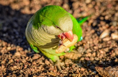 Der Möchsittich, ein südamerikanischer Papagei erobert Fuerteventura