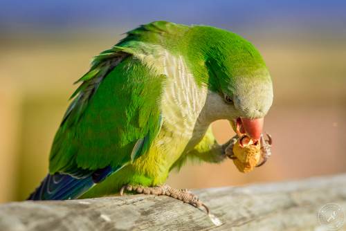Der Möchsittich, ein südamerikanischer Papagei erobert Fuerteventura