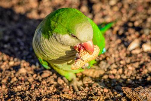 Der Möchsittich, ein südamerikanischer Papagei erobert Fuerteventura
