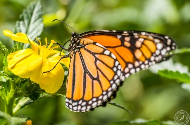 Der Monarchfalter // The monarch butterfly