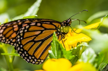 Der Monarchfalter // The monarch butterfly
