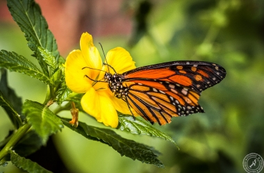 Der Monarchfalter // The monarch butterfly