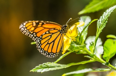Der Monarchfalter // The monarch butterfly