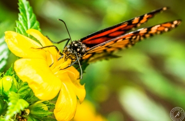 Der Monarchfalter // The monarch butterfly