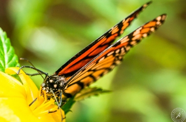 Der Monarchfalter // The monarch butterfly