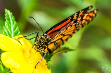 Der Monarchfalter // The monarch butterfly
