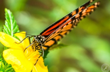Der Monarchfalter // The monarch butterfly