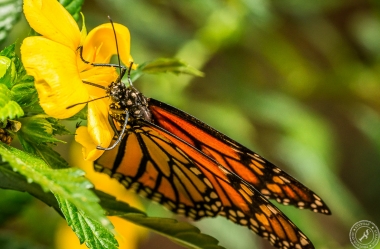 Der Monarchfalter // The monarch butterfly