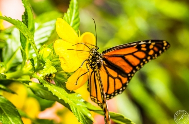 Der Monarchfalter // The monarch butterfly